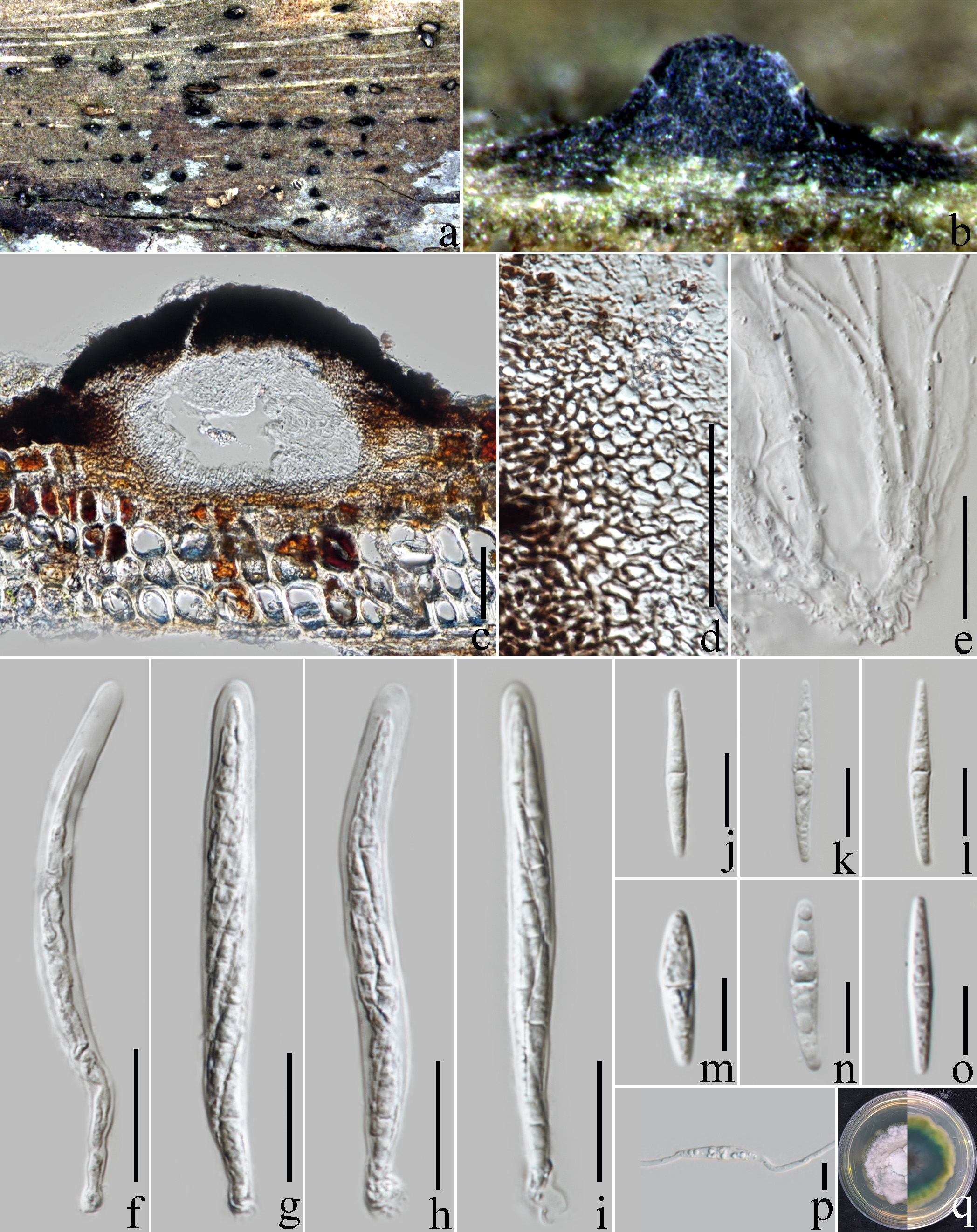 Figure 39